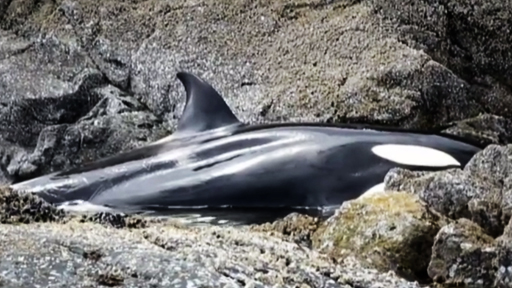 Orca Cries for Help During 8 Hour Rescue