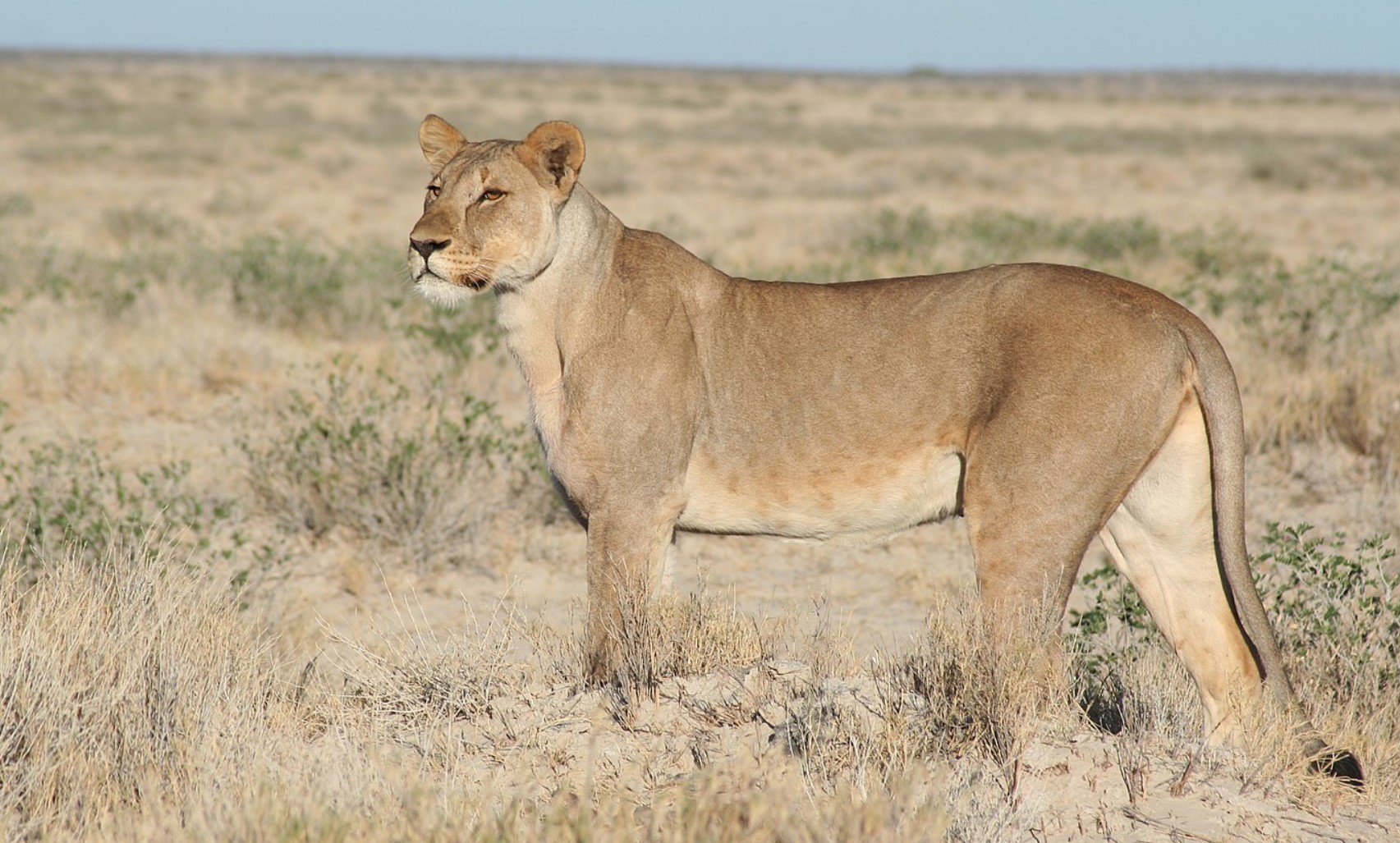 Athletic Lioness Snatches Antelope in Mid-Air