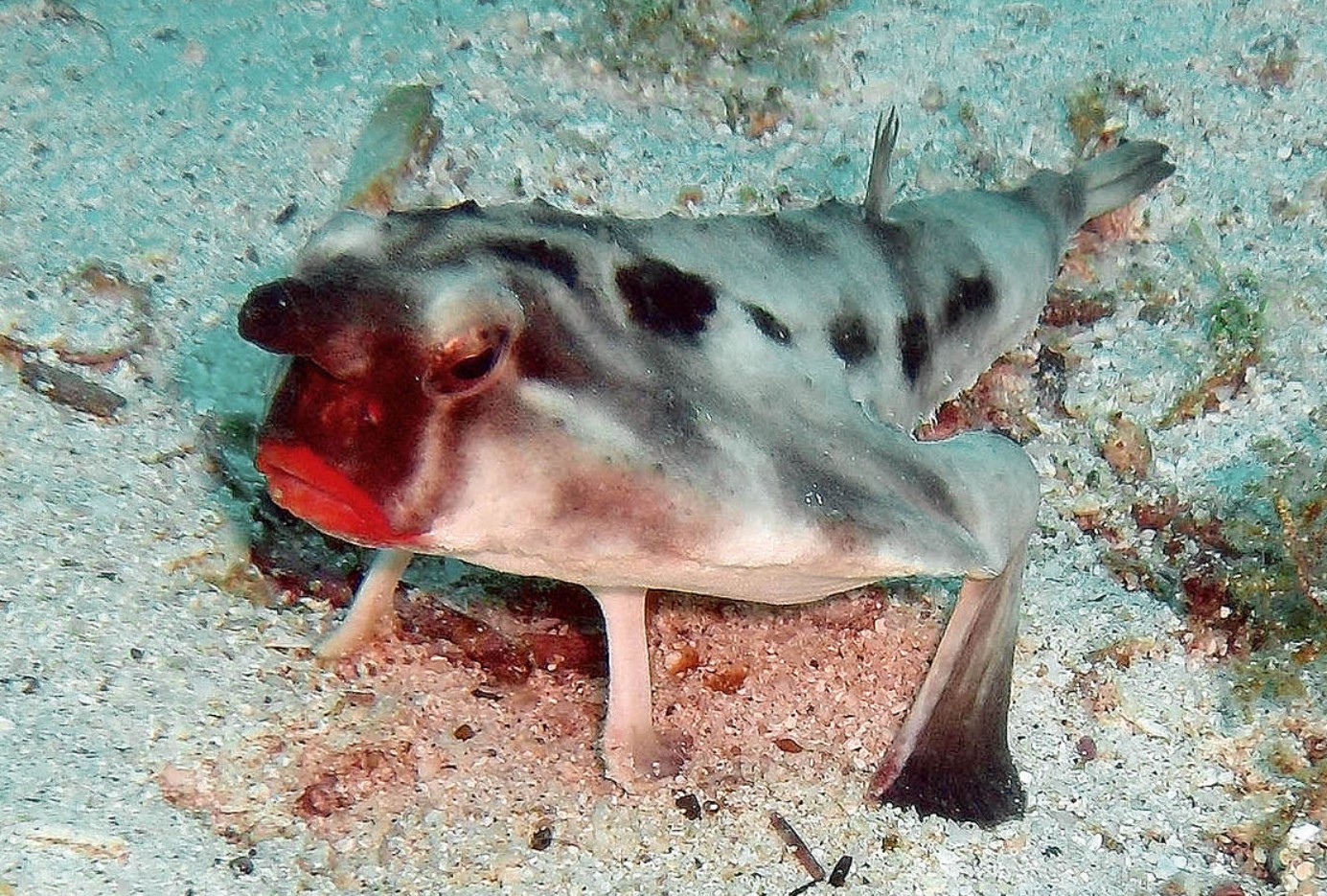 These Red-Lipped Fish Appear to Be Eternally Grumpy
