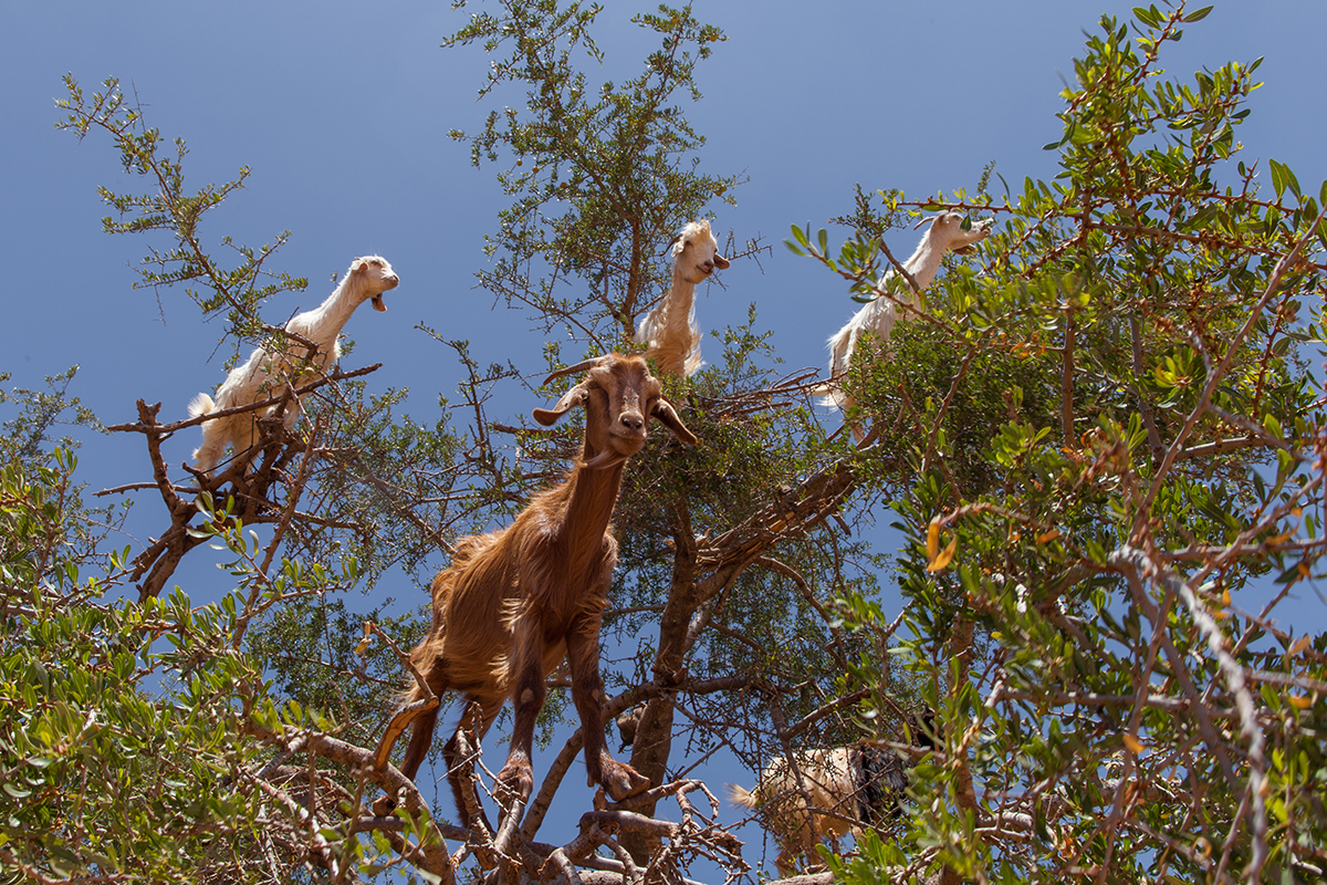 Meet the Moroccan Tree-Climbing Goats Whose Poop Powers an Industry (VIDEO)