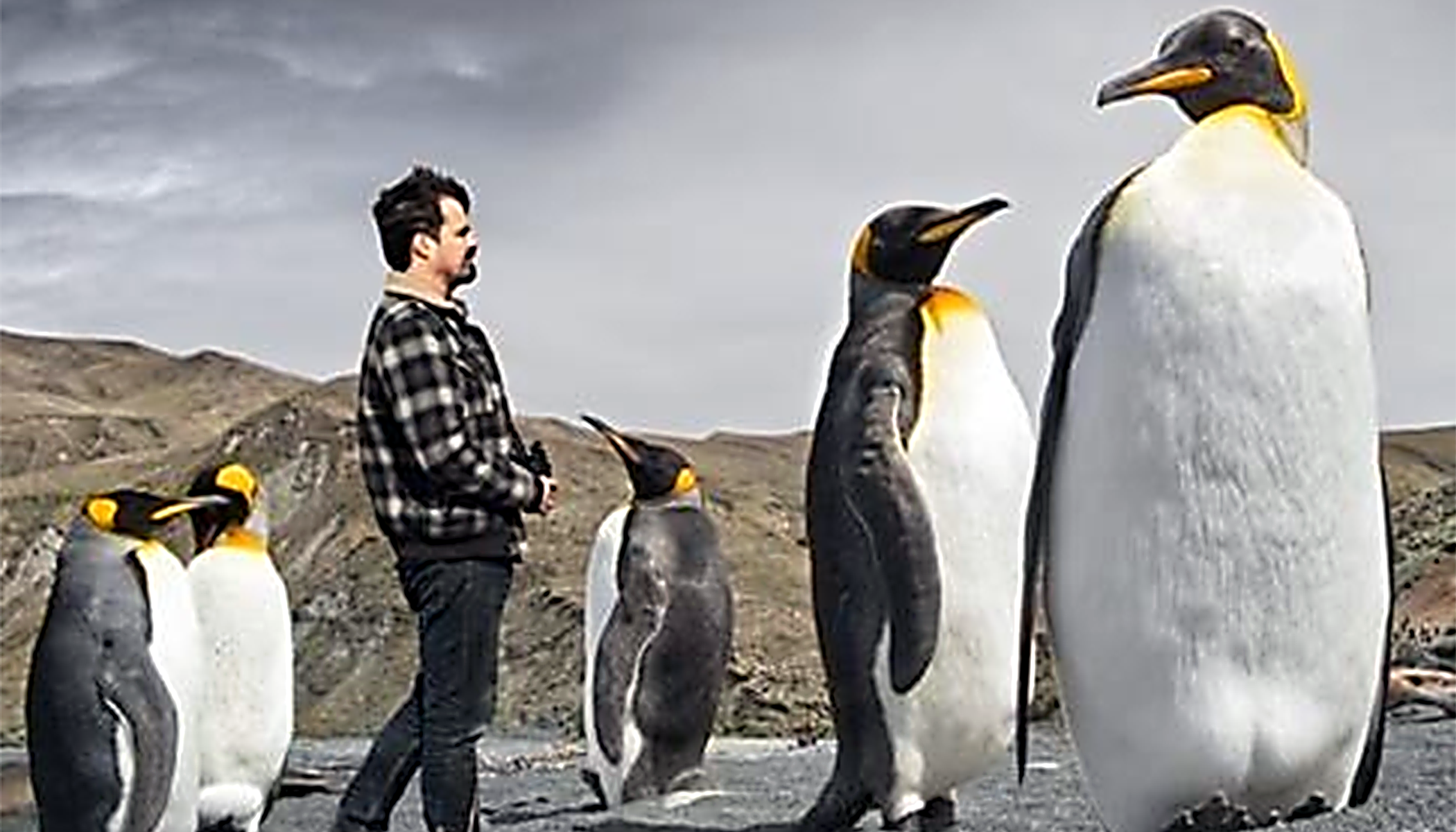 Extinct Colossus Penguin Was Nearly 7 Feet Tall