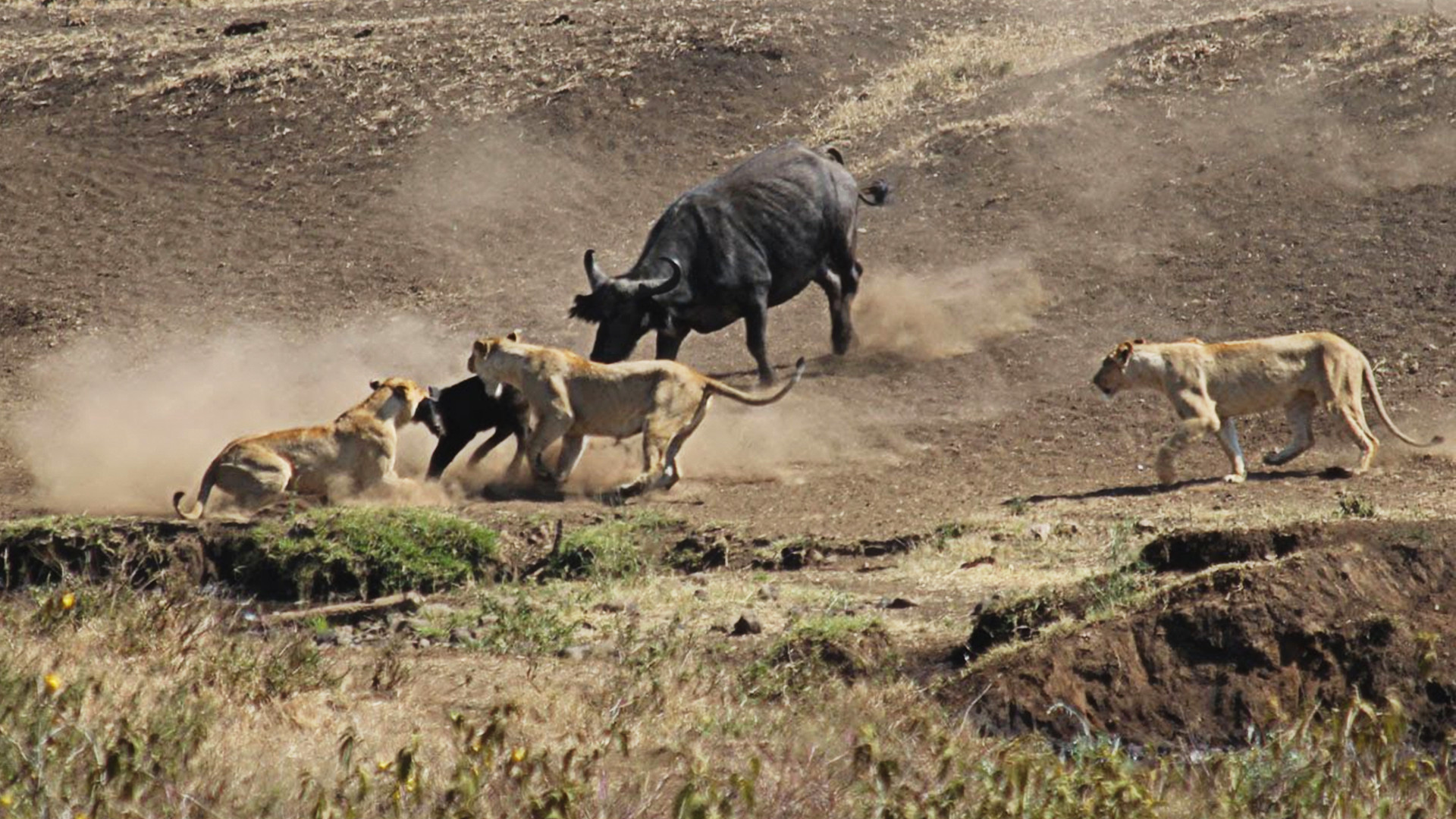 Buffalo Saves Calf from Lion Attack
