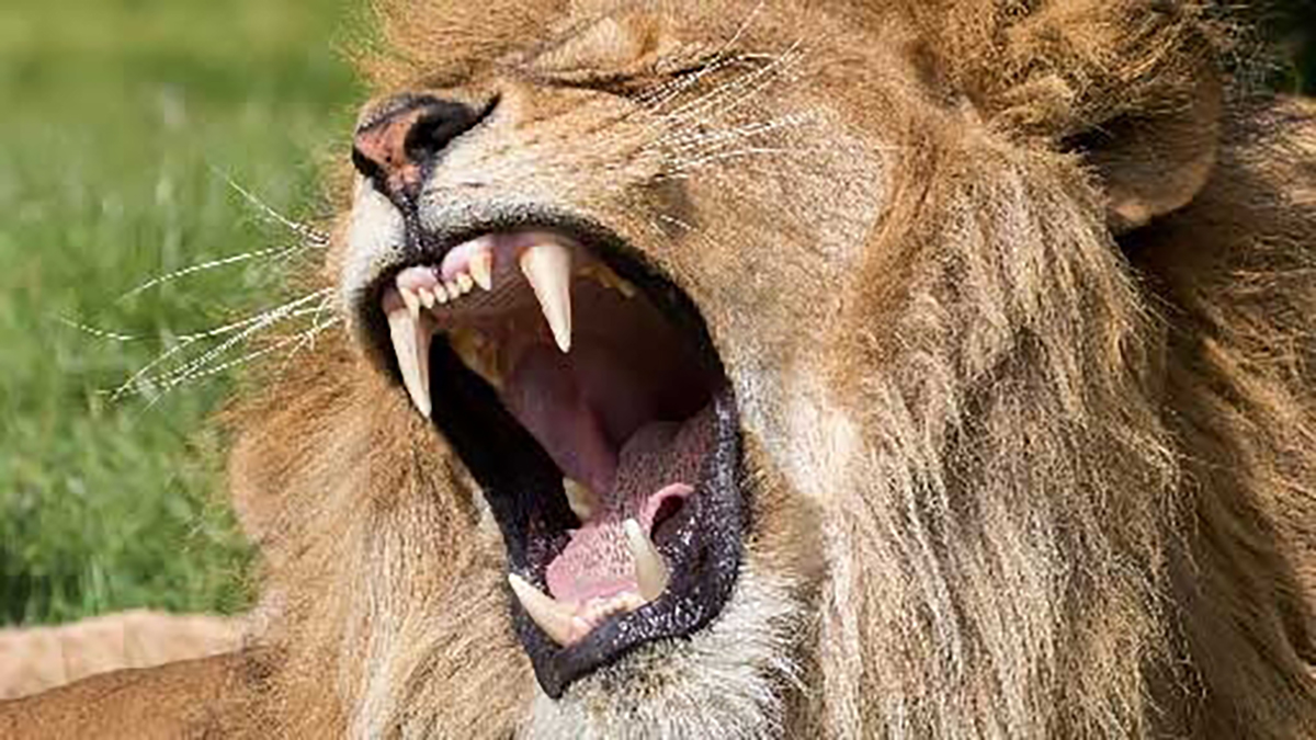 Does a lion eat leaves. Tooth lion purple. does lion eat lives.