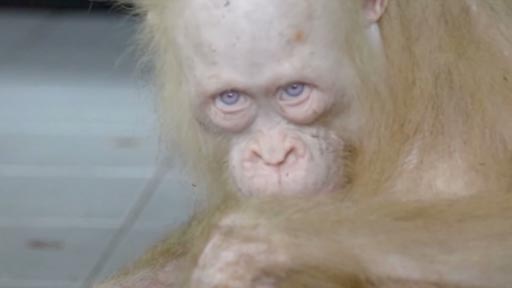 albino orangutan