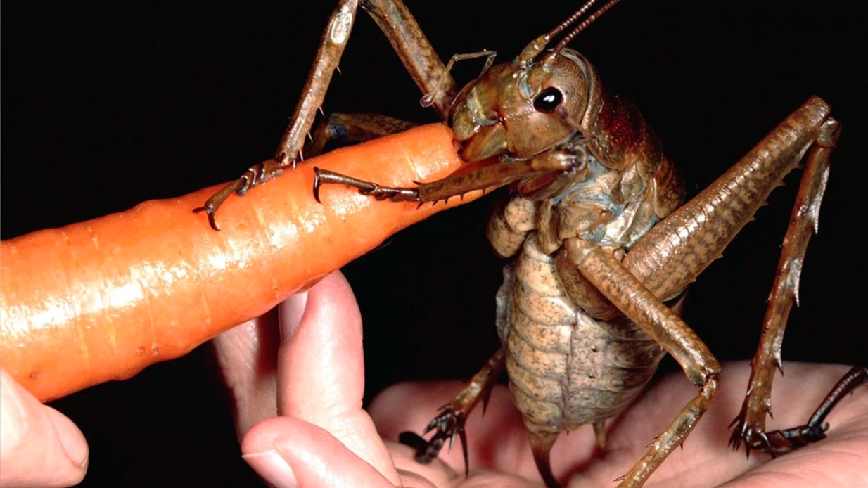 Wata Insect Giant Prehistoric Insects From New Zealand Outweigh Mice