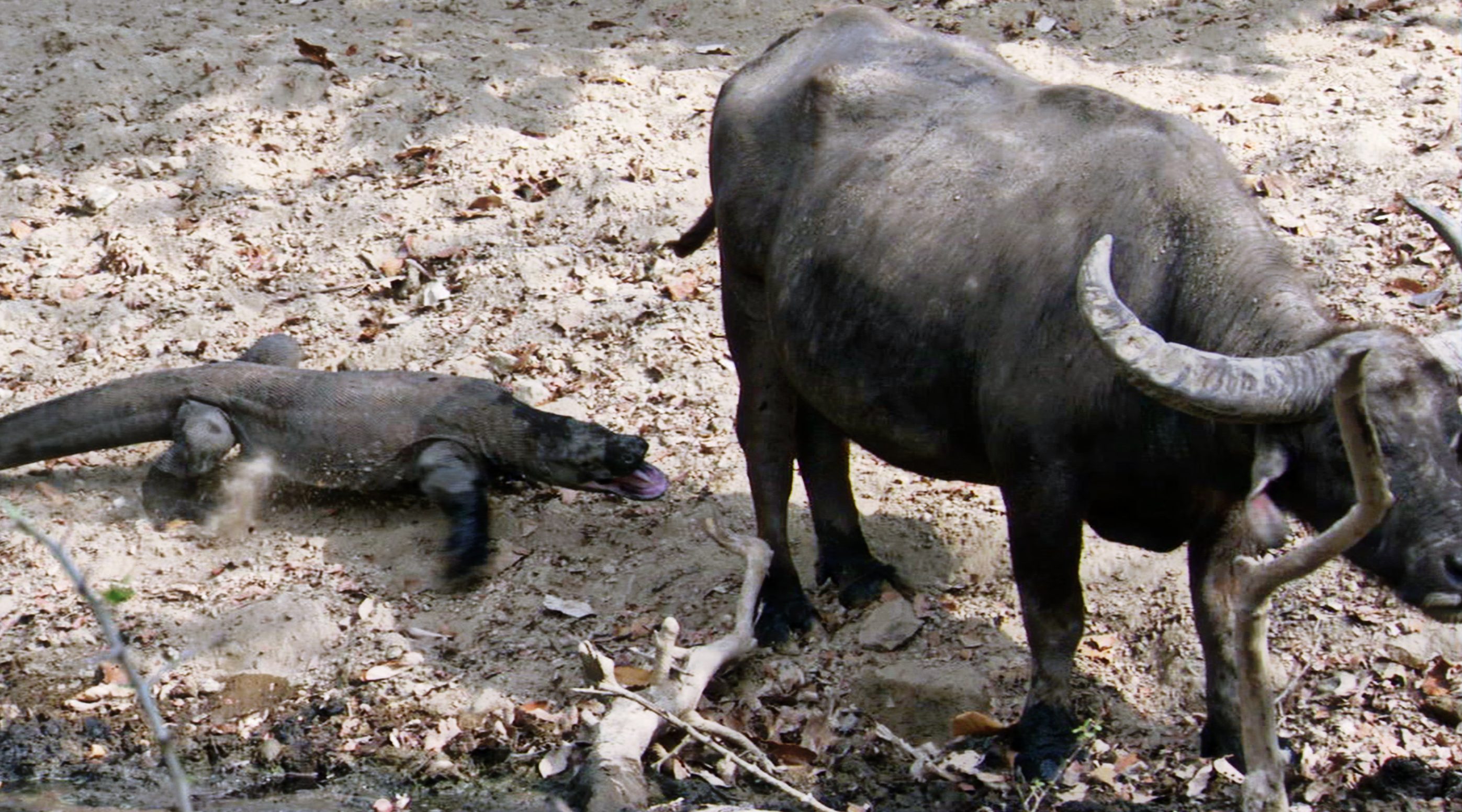 Komodo Dragon vs. Water Buffalo