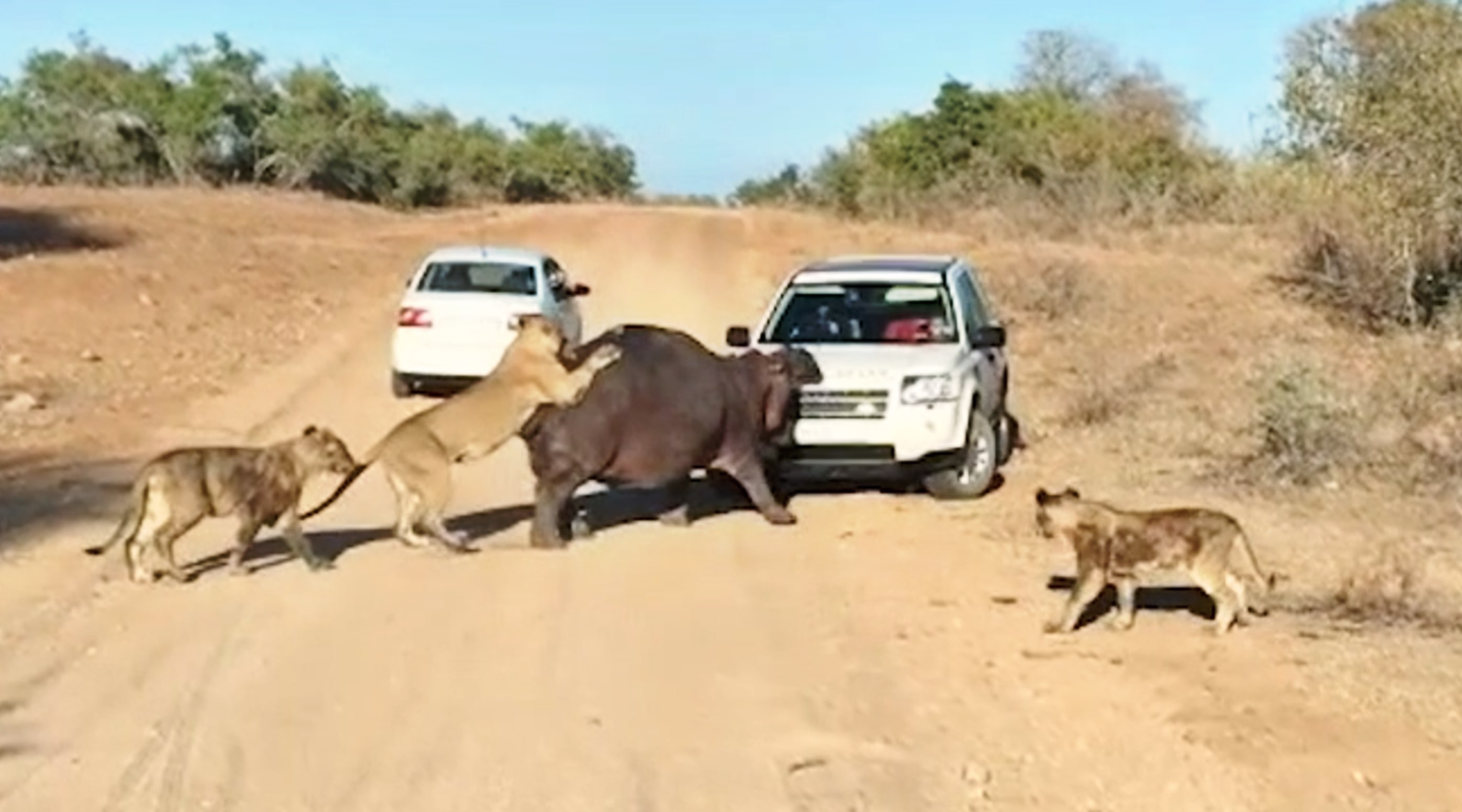 Lions Attack Hippo, Hippo Attacks Land Rover