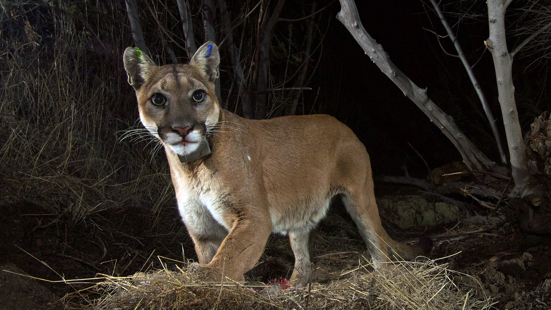 Stealth Hunter: Mountain Lion Attack Caught on Cam