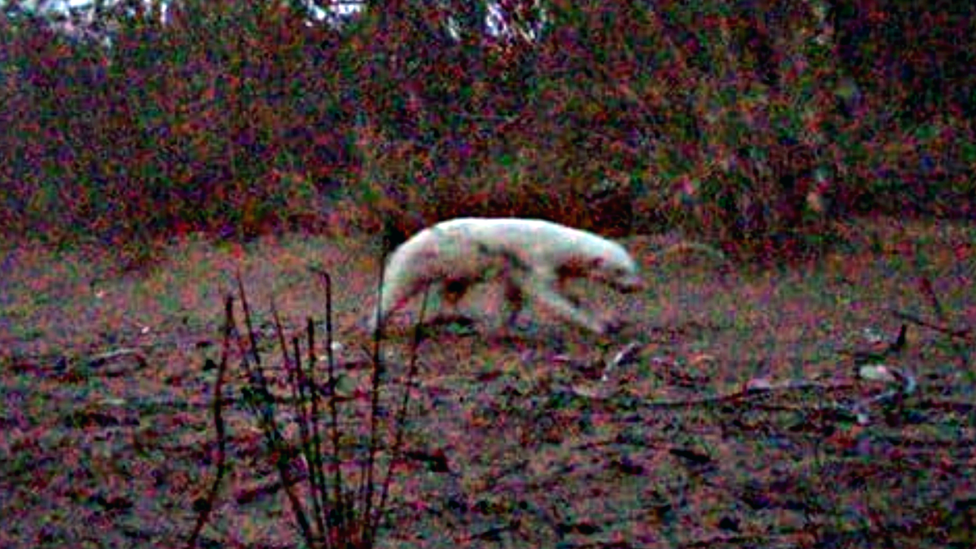 Albino Honey Badger Discovered in South Africa