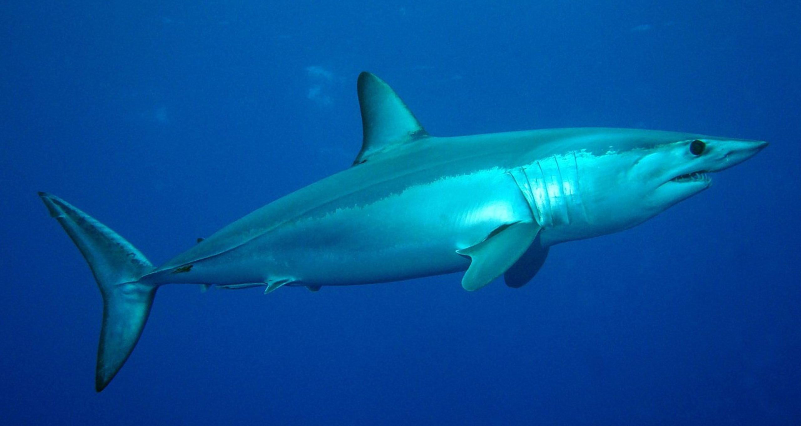 This Is the Fastest Shark in the Ocean