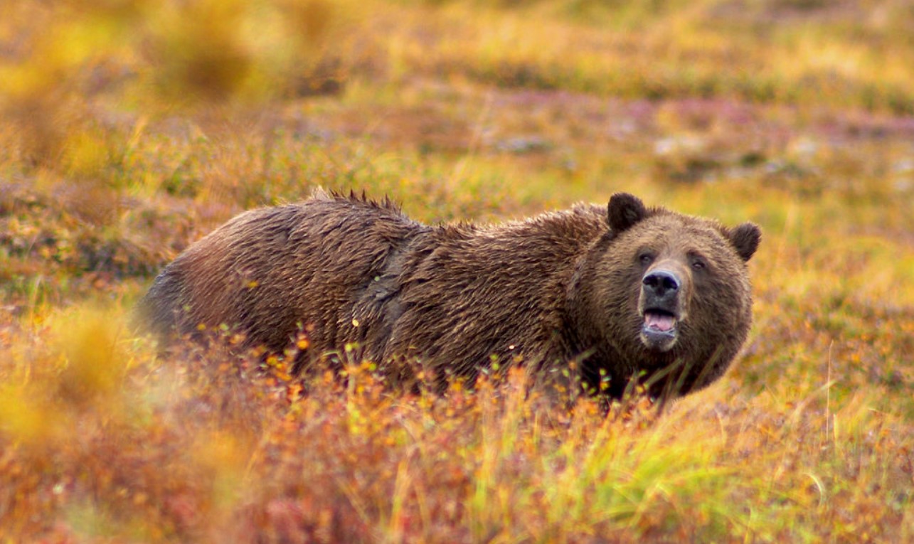 Bald Eagle Trolls Grizzly Bear