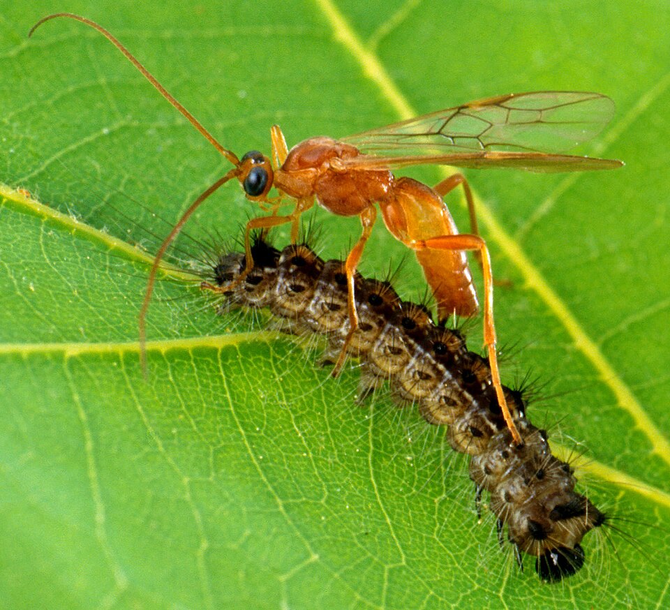 Nightmarish Parasitoid Wasps Are Quietly Taking Over the Planet