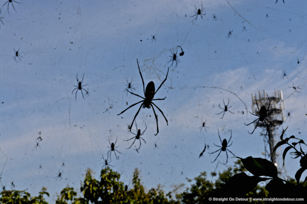 australian-flying-spider-cloud