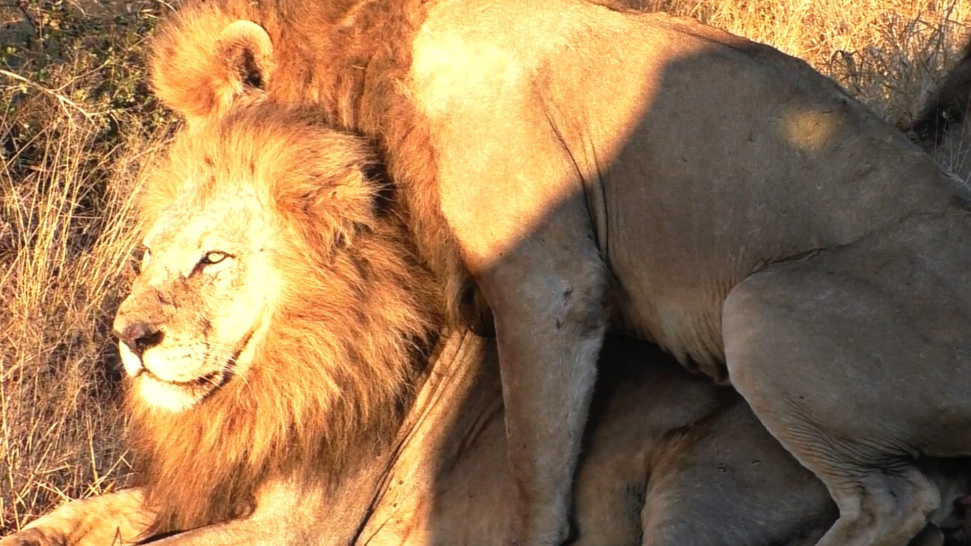 Male Lion Caught 