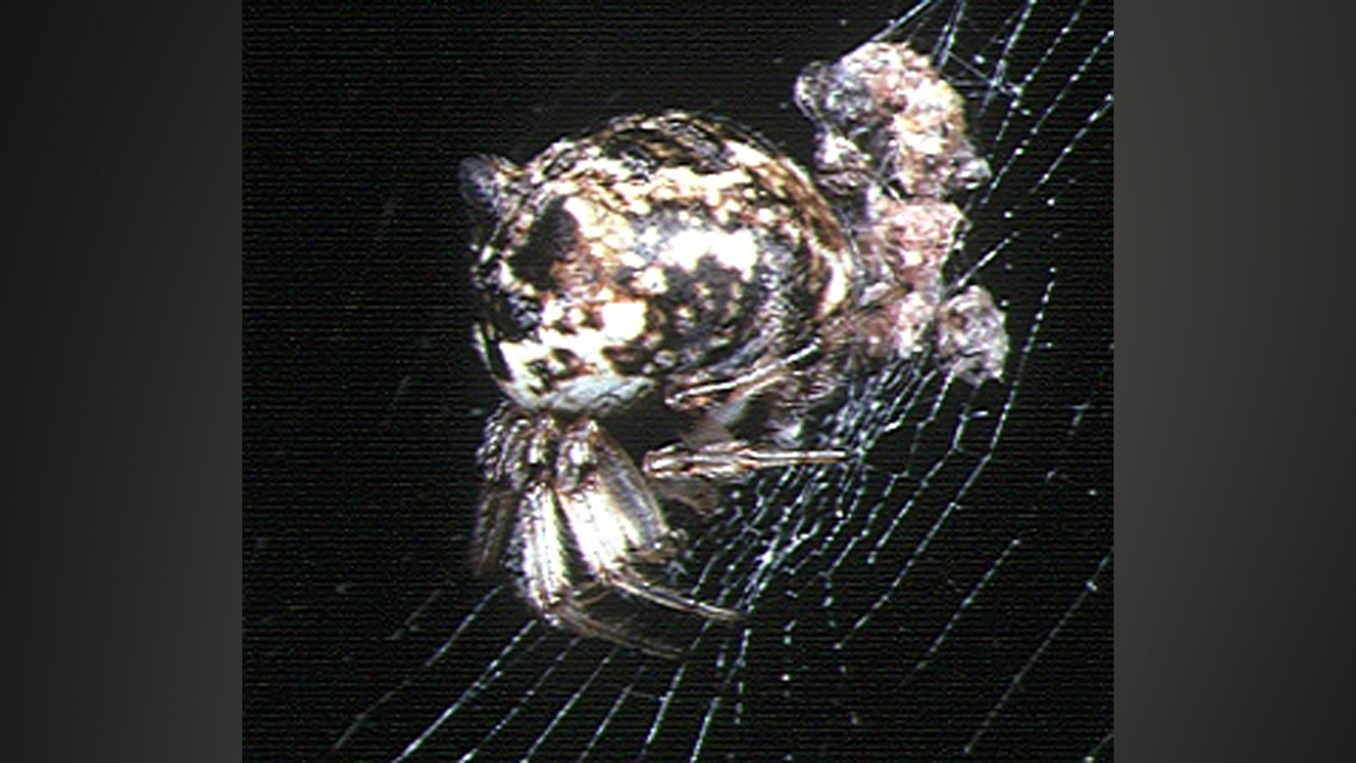 These Spiders Build Decoys of Themselves to Confuse Predators