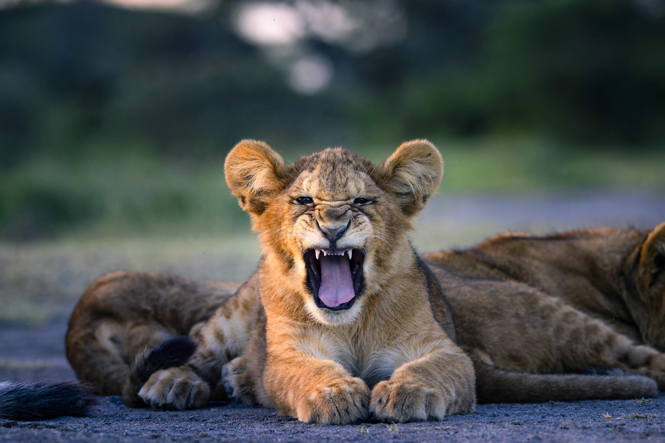 Lion Cub Roaring Lion Cub Roaring