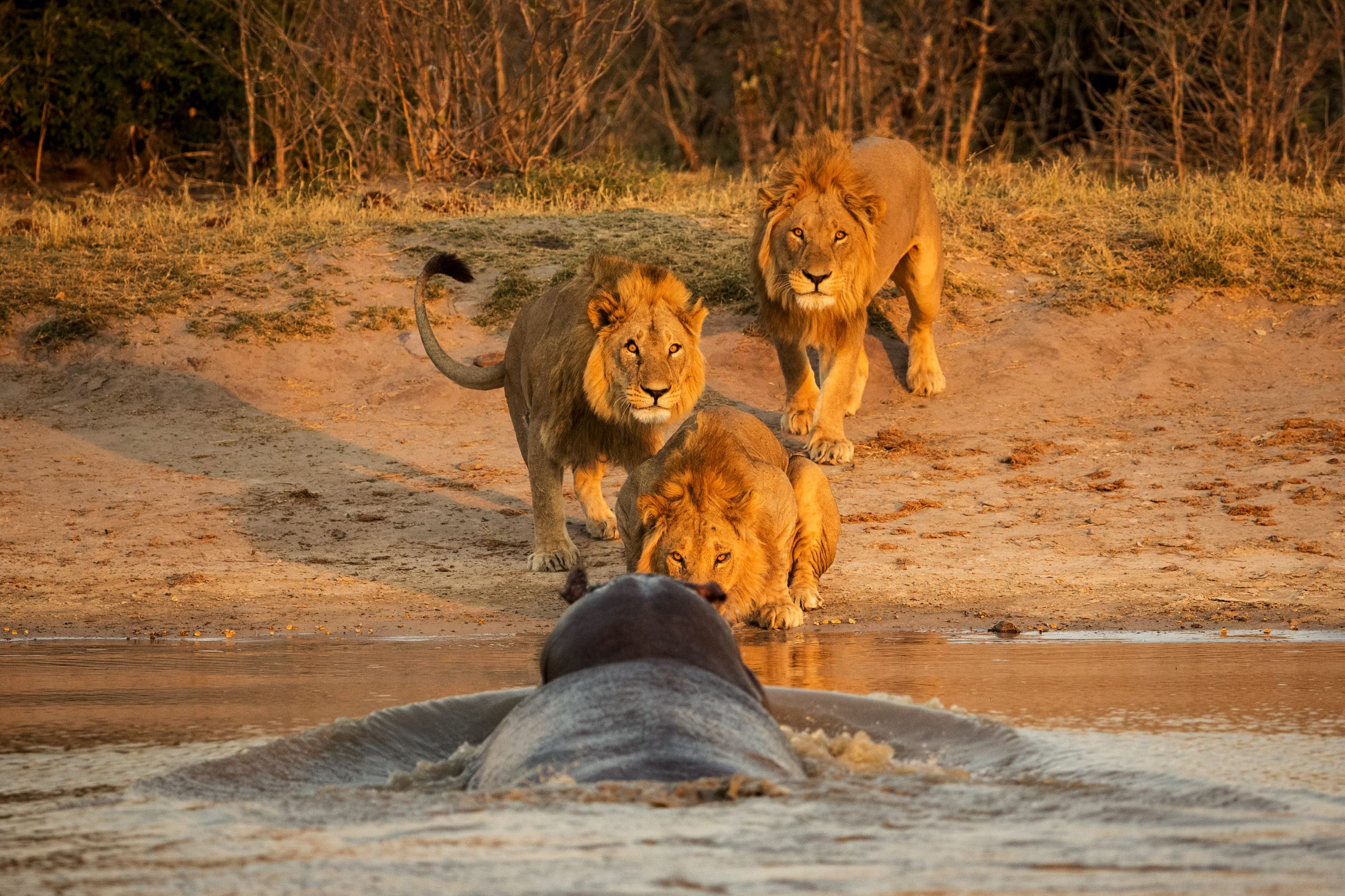 Hippo Scares Off Three Lions At Watering Hole