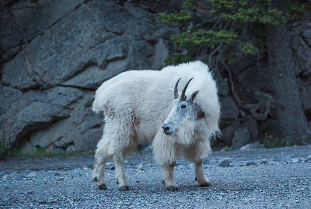 Mountain Goats Defy Gravity on Steep Cliffs