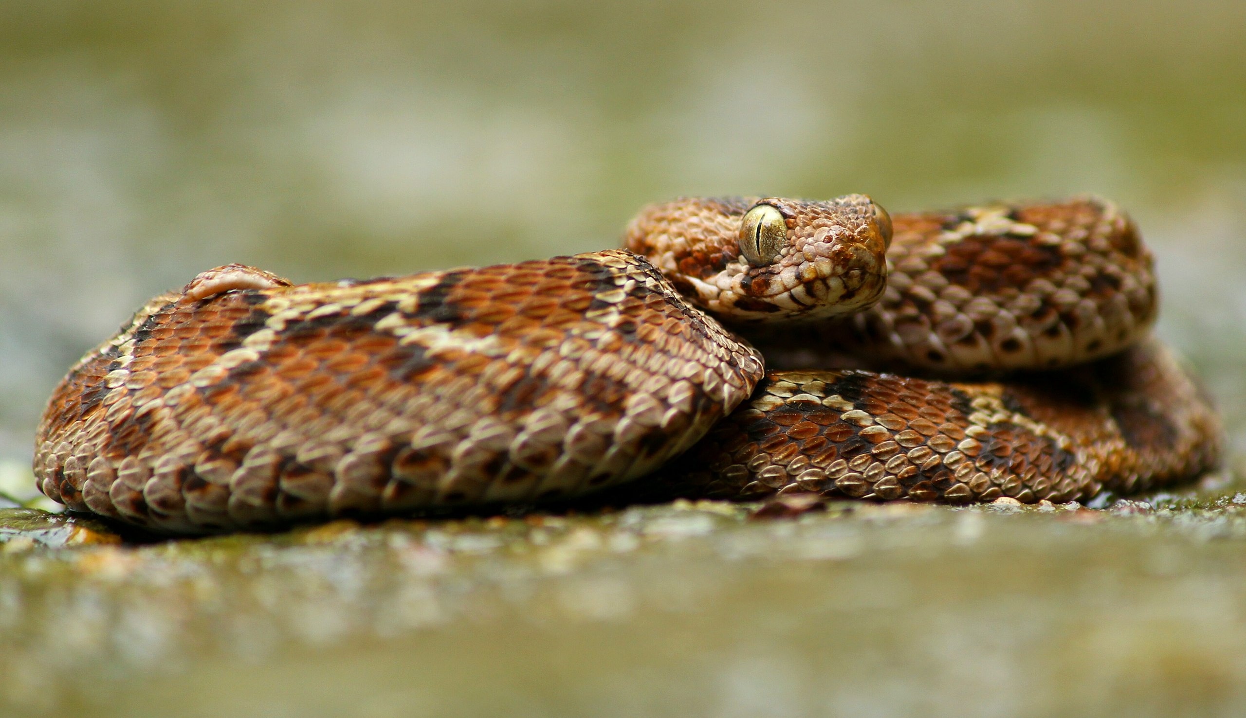 9 of the World's Deadliest Venomous Snakes